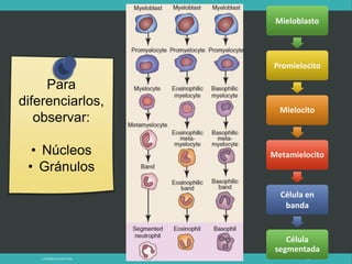LATRODECTUS MACTANS 39
Mieloblasto
Promielocito
Mielocito
Metamielocito
Célula en
banda
Célula
segmentada
 
