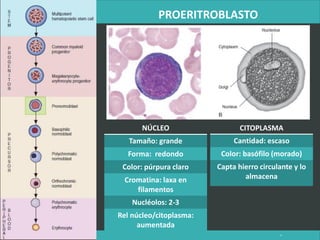 PROERITROBLASTO
LATRODECTUS MACTANS 4
NÚCLEO
Tamaño: grande
Forma: redondo
Color: púrpura claro
Cromatina: laxa en
filamentos
Nucléolos: 2-3
Rel núcleo/citoplasma:
aumentada
CITOPLASMA
Cantidad: escaso
Color: basófilo (morado)
Capta hierro circulante y lo
almacena
 