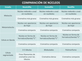 Estadío Neutrófilo Eosinófilo Basófilo
Mielocito
Núcleo redondo u oval
sin nucléolos
Núcleo redondo u oval
sin nucléolos
Núcleo redondo u oval
sin nucléolos
Cromatina más gruesa Cromatina más gruesa Cromatina más gruesa
Metamielocito
Núcleo con apariencia
de frijol
Núcleo con apariencia
de frijol
Núcleo con apariencia
de frijol
Cromatina compacta Cromatina compacta Cromatina compacta
Célula en Banda
Núcleo en forma de
herradura/banda/“C”
Núcleo en forma de
herradura/banda/“C”
Núcleo en forma de
herradura/banda/“C”
Cromatina compacta Cromatina compacta Cromatina compacta
Célula
segmentada
3-5 lóbulos Bilobulados Polimorfismo
Finos filamentos de
cromatina unen los
lóbulos
Cromatina densa Cromatina compacta
LATRODECTUS MACTANS 40
 