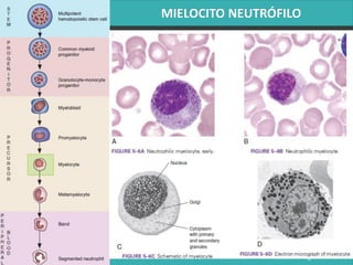 LATRODECTUS MACTANS 44
 