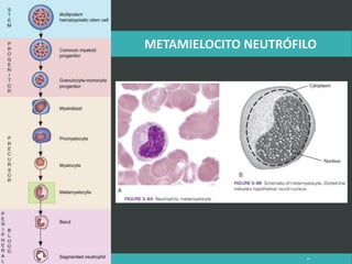 LATRODECTUS MACTANS 45
 