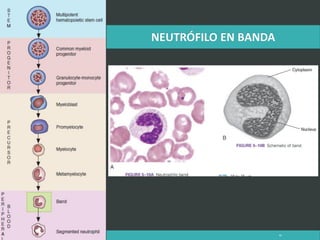 LATRODECTUS MACTANS 46
 