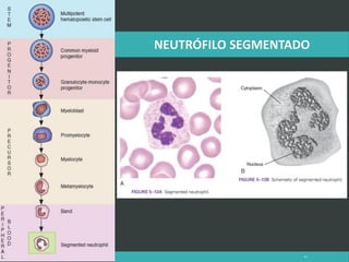 LATRODECTUS MACTANS 47
 
