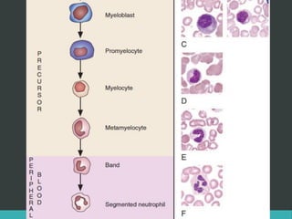 LATRODECTUS MACTANS 48
 