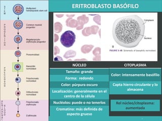 LATRODECTUS MACTANS 5
NÚCLEO
Tamaño: grande
Forma: redondo
Color: púrpura oscuro
Localización: generalmente en el
centro de la célula
Nucléolos: puede o no tenerlos
Cromatina: más definida de
aspecto grueso
CITOPLASMA
Color: intensamente basófilo
Capta hierro circulante y lo
almacena
Rel núcleo/citoplasma:
aumentada
 