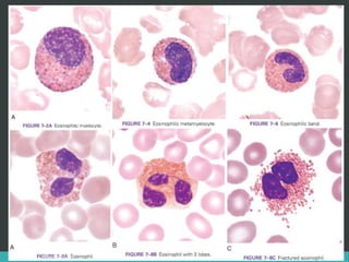 LATRODECTUS MACTANS 50
 