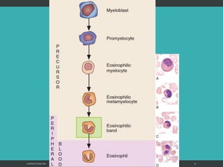 LATRODECTUS MACTANS 51
 