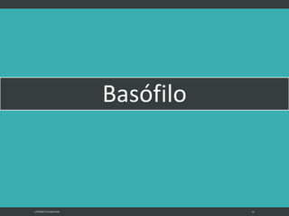 Basófilo
LATRODECTUS MACTANS 52
 