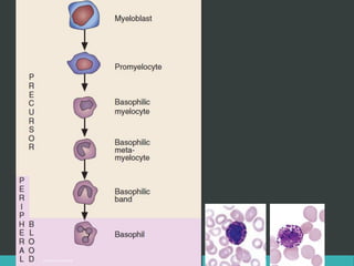 LATRODECTUS MACTANS 53
 