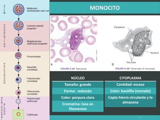 LATRODECTUS MACTANS 54
NÚCLEO
Tamaño: grande
Forma: redondo
Color: púrpura claro
Cromatina: laxa en
filamentos
CITOPLASMA
Cantidad: escaso
Color: basófilo (morado)
Capta hierro circulante y lo
almacena
 