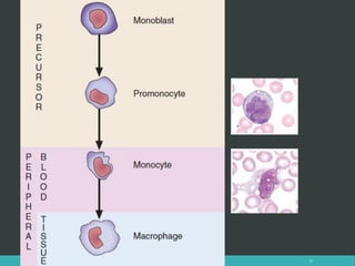 LATRODECTUS MACTANS 55
 