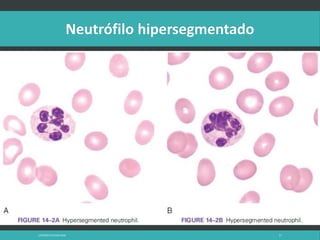 LATRODECTUS MACTANS 57
 