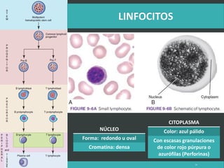 LATRODECTUS MACTANS 59
NÚCLEO
Forma: redondo u oval
Cromatina: densa
CITOPLASMA
Color: azul pálido
Con escasas granulaciones
de color rojo púrpura o
azurófilas (Perforinas)
 