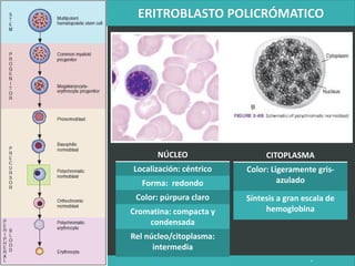 LATRODECTUS MACTANS 6
NÚCLEO
Localización: céntrico
Forma: redondo
Color: púrpura claro
Cromatina: compacta y
condensada
Rel núcleo/citoplasma:
intermedia
CITOPLASMA
Color: Ligeramente gris-
azulado
Síntesis a gran escala de
hemoglobina
 