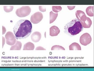 LATRODECTUS MACTANS 60
 