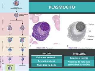LATRODECTUS MACTANS 61
NÚCLEO
Ubicación: excéntrico
Cromatina: densa
Nucleólos: no tiene
CITOPLASMA
Color: azul intenso
Presencia de halo claro
perinuclear acromófilo
 
