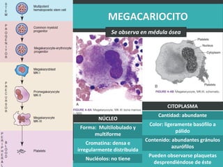 LATRODECTUS MACTANS 62
NÚCLEO
Forma: Multilobulado y
multiforme
Cromatina: densa e
irregularmente distribuida
Nucléolos: no tiene
Se observa en médula ósea
CITOPLASMA
Cantidad: abundante
Color: ligeramente basófilo a
pálido
Contenido: abundantes gránulos
azurófilos
Pueden observarse plaquetas
desprendiéndose de éste
 