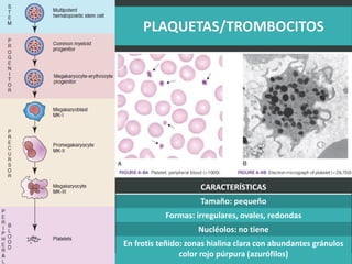 LATRODECTUS MACTANS 63
CARACTERÍSTICAS
Tamaño: pequeño
Formas: irregulares, ovales, redondas
Nucléolos: no tiene
En frotis teñido: zonas hialina clara con abundantes gránulos
color rojo púrpura (azurófilos)
 