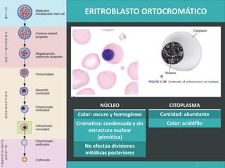 LATRODECTUS MACTANS 7
NÚCLEO
Color: oscuro y homogéneo
Cromatina: condensada y sin
estructura nuclear
(picnótica)
No efectúa divisiones
mitóticas posteriores
CITOPLASMA
Cantidad: abundante
Color: acidófilo
 