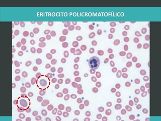 LATRODECTUS MACTANS 9
 