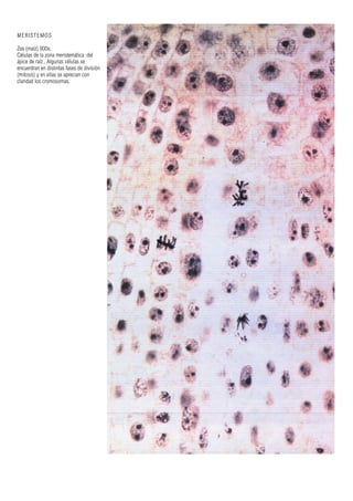 MERISTEMOS
Zea (maíz) 900x.
Células de la zona meristemática del
ápice de raíz . Algunas células se
encuentran en distintas fases de división
(mitosis) y en ellas se aprecian con
claridad los cromosomas.
 