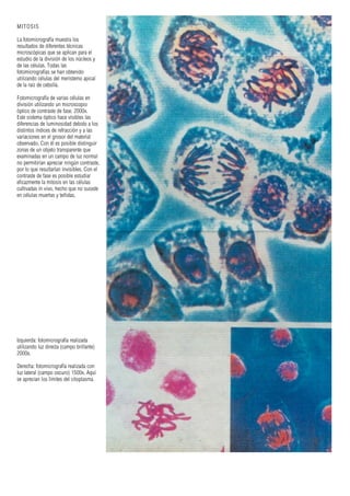 MITOSIS
La fotomicrografía muestra los
resultados de diferentes técnicas
microscópicas que se aplican para el
estudio de la división de los núcleos y
de las células. Todas las
fotomicrografías se han obtenido
utilizando células del meristemo apical
de la raíz de cebolla.
Fotomicrografía de varias células en
división utilizando un microscopio
óptico de contraste de fase. 2000x.
Este sistema óptico hace visibles las
diferencias de luminosidad debido a los
distintos índices de refracción y a las
variaciones en el grosor del material
observado. Con él es posible distinguir
zonas de un objeto transparente que
examinadas en un campo de luz normal
no permitirían apreciar ningún contraste,
por lo que resultarían invisibles. Con el
contraste de fase es posible estudiar
eficazmente la mitosis en las células
cultivadas in vivo, hecho que no sucede
en células muertas y teñidas.
Izquierda: fotomicrografía realizada
utilizando luz directa (campo brillante)
2000x.
Derecha: fotomicrografía realizada con
luz lateral (campo oscuro) 1500x. Aquí
se aprecian los límites del citoplasma.
 