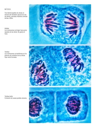 MITOSIS
Tres fotomicrografías de células en
división del meristemo apical de la raíz
de cebolla, realizadas mediante contraste
de fase. 4000x.
Anafase
Los cromosomas se dirigen hacia polos
opuestos de las célula. Se aprecia el
huso.
Telofase
Los cromosomas se transforman en los
gránulos de cromatina de las células
hijas recién formadas.
Telofase tardía
Formación de nuevas paredes celulares.
 