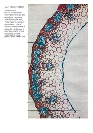 TALLO (MONOCOTILEDONEA)
Triticum (trigo) 260x.
Coloración safranina-fast green.
Sección transversal de un tallo hueco
(en la cavidad esquizógena las células
se han separado y desplazado de
forma independiente. Los haces
vasculares tienen diferentes tamaños.
1. Banda de fibras de esclerénquima
bajo la epidermis; 2. Tejido de
asimilación constituido por células de
parénquima con cloroplastos
(clorénquima); 3. Parénquima de la
médula externa epidermis; 4. Vasos
del xilema de un haz vascular
(metaxilema); 5. Haz vascular
pequeño; 6. Floema; 7. Médula hueca.
1
2
3
4
5
6
7
 