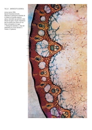TALLO (MONOCOTILEDONEA)
Juncus (junco) 300x.
Sección transversal del tallo.
Obsérvese el parénquima estrellado de
la médula con grandes espacios
aéreos. Este tejido laxo permite la libre
difusión de gases, de gran importancia
para las plantas que crecen con sus
raíces sumergidas en el agua.
1. Parénquima estrellado; 2. Vaso del
metaxilema en un haz vascular; 3.
Floema; 4. Epidermis.
1
2
3
4
 