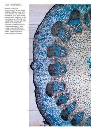 TALLO (DICOTILEDONEA)
Helianthus (girasol) 70x.
Sección transversal del tallo. Resulta
notable la distribución regular de los
haces vasculares; cada uno de ellos
esta reforzado por un grupo de fibras
de esclerénquima que aparece en esta
sección transversal en forma de cofia.
1. Epidermis; 2. Colénquima; 3. Cofia
de fibras de esclerénquima; 4.
Protoxilema; 5. Parénquima cortical;
6. Parénquima medular; 7. Radio
medular primario; 8. Metaxilema;
9. Cambium; 10. Floema; 11. Canal
secretor, una estructura tubular
rodeada de células glandulares.
1
2
3
4
5
6
7
8
9
10
11
 