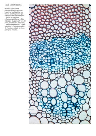 TALLO (DICOTILEDONEA)
Helianthus (girasol) 500x.
Coloración safranina-fast green.
Imagen muy ampliada de un haz
vascular. Cada haz posee un gran
número de fibras de esclerénquima.
1. fibra de esclerénquima;
2. Parénquima del floema; 3. Tubo
criboso con célula anexa; 4. Fibra del
xilema; 5. Cambium; 6. Metaxilema;
7. Parénquima xilemático; 8. Espacio
intercelular; 9. Parénquima medular;
10. Protoxilema rodeado por fibras y
parénquima xilemático.
1
2
3
4
5
6
7
8
9
10
 