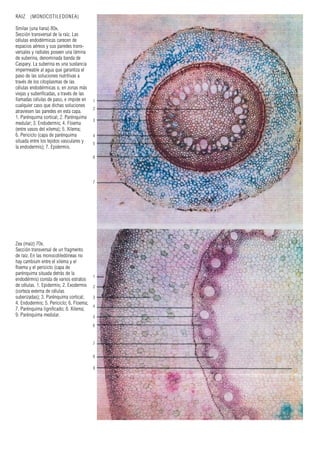 RAIZ (MONOCOTILEDONEA)
Smilax (una liana) 80x.
Sección transversal de la raíz. Las
células endodérmicas carecen de
espacios aéreos y sus paredes trans-
versales y radiales poseen una lámina
de suberina, denominada banda de
Caspary. La suberina es una sustancia
impermeable al agua que garantiza el
paso de las soluciones nutritivas a
través de los citoplasmas de las
células endodérmicas o, en zonas más
viejas y suberificadas, a través de las
llamadas células de paso, e impide en
cualquier caso que dichas soluciones
atraviesen las paredes en esta capa.
1. Parénquima cortical; 2. Parénquima
medular; 3. Endodermis; 4. Floema
(entre vasos del xilema); 5. Xilema;
6. Periciclo (capa de parénquima
situada entre los tejidos vasculares y
la endodermis); 7. Epidermis.
1
2
3
4
5
6
7
8
9
1
2
3
4
5
6
7
Zea (maíz) 70x.
Sección transversal de un fragmento
de raíz. En las monocotiledóneas no
hay cambium entre el xilema y el
floema y el periciclo (capa de
parénquima situada detrás de la
endodérmis) consta de varios estratos
de células. 1. Epidermis; 2. Exodermis
(corteza externa de células
suberizadas); 3. Parénquima cortical;
4. Endodermis; 5. Periciclo; 6. Floema;
7. Parénquima lignificado; 8. Xilema;
9. Parénquima medular.
 