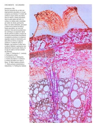CRECIMIENTO SECUNDARIO
Aristolochia 130x.
Sección transversal de un tallo con
engrosamiento secundario, en la que
se aprecia una lenticela. El cilindro del
cambium origina xilema secundario
hacia el interior y floema secundario
hacia la parte externa del tallo. La
corteza y la médula están conectadas
por radios de células parenquima-
tosas, los radios medulares, que pasan
a través de las células de xilema y
floema secundario, así como del
cambium. Esta serie de acontecimien-
tos contribuye a la expansión lateral
de esta parte de la planta y origina las
estructuras denominadas secundarias.
La epidermis primitiva y la corteza se
expanden durante el crecimiento y en
esta última se forma un segundo
cambium, el cambium cortical o
felógeno, que produce el súber hacia
el exterior (felema) y parénquima vivo
(felodermis) hacia la parte interna. En
la capa de súber se forman también
las lenticelas.
1. Súber; 2. Colénquima; 3. Lenticela;
4. Parénquima cortical;
5. Esclerénquima; 6. Parénquima;
7. Floema secundario; 8. Cambium;
9. Xilema secundario con vasos y
fibras; 10. Radio medular primario;
11. Xilema primario (protoxilema y
metaxilema); 12. Parénquima medular.
1
2
3
4
5
6
7
12
8
9
10
11
 