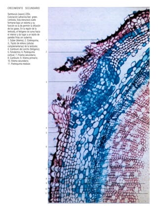 1
2
3
4
5
6
7
8
9
10
11
CRECIMIENTO SECUNDARIO
Sambucus (sauco) 220x.
Coloración safranina-fast green.
Lenticela. Esta estructura suele
formarse bajo un estoma y su
función es la de permitir la difusión
de los gases. En la región de la
lenticela, el felógeno se curva hacia
el interior y da lugar a un tejido de
paredes finas sin suberina.
1. Súber (felema); 2. Colénquima;
3.; Tejido de relleno (células
complementarias) de la lenticela;
4. Cambium del corcho (felógeno);
5. Felodermis; 6. Parénquima
cortical; 7. Floema secundario;
8. Cambium; 9. Xilema primario;
10. Xilema secundario;
11. Parénquima medular.
 