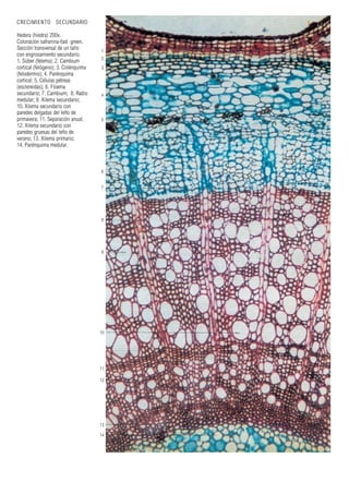 1
2
3
4
5
6
7
8
9
10
11
12
14
13
CRECIMIENTO SECUNDARIO
Hedera (hiedra) 200x.
Coloración safranina-fast green.
Sección transversal de un tallo
con engrosamiento secundario.
1. Súber (felema); 2. Cambium
cortical (felógeno); 3. Colénquima
(felodermis); 4. Parénquima
cortical; 5. Células pétreas
(esclereidas); 6. Floema
secundario; 7. Cambium; 8. Radio
medular; 9. Xilema secundario;
10. Xilema secundario con
paredes delgadas del leño de
primavera; 11. Separación anual;
12. Xilema secundario con
paredes gruesas del leño de
verano; 13. Xilema primario;
14. Parénquima medular.
 