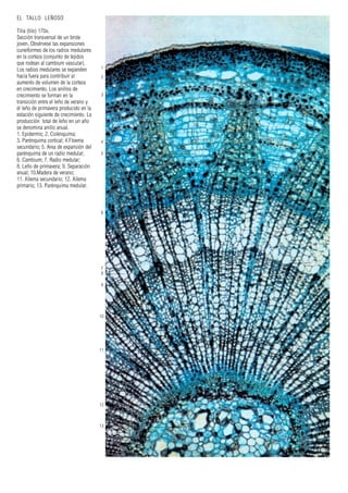 1
2
3
4
5
6
7
8
9
10
11
12
13
EL TALLO LEÑOSO
Tilia (tilo) 170x.
Sección transversal de un brote
joven. Obsérvese las expansiones
cuneiformes de los radios medulares
en la corteza (conjunto de tejidos
que rodean al cambium vascular).
Los radios medulares se expanden
hacia fuera para contribuir al
aumento de volumen de la corteza
en crecimiento. Los anillos de
crecimiento se forman en la
transición entre el leño de verano y
el leño de primavera producido en la
estación siguiente de crecimiento. La
producción total de leño en un año
se denomina anillo anual.
1. Epidermis; 2. Colénquima;
3. Parénquima cortical; 4.Floema
secundario; 5. Area de expansión del
parénquima de un radio medular;
6. Cambium; 7. Radio medular;
8. Leño de primavera; 9. Separación
anual; 10.Madera de verano;
11. Xilema secundario; 12. Xilema
primario; 13. Parénquima medular.
 
