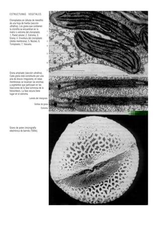 Lamela del intergrana
Grana ampliado (sección ultrafina).
Cada grana está constituido por una
pila de discos irregulares; en estas
membranas se localizan las enzimas
y pigmentos que participan en las
reacciones de la fase luminosa de la
fotosíntesis. La fase oscura tiene
lugar en el estroma.
Grano de polen (micrografía
electrónica de barrido 7000x).
ESTRUCTURAS VEGETALES
Cloroplastos en células de mesófilo
de una hoja de hierba (sección
ultrafina). Los grana que contienen
la clorofila se encuentran en la
matriz o estroma del cloroplasto.
1. Pared celular; 2. Estroma; 3.
Grana; 4. Envoltura del cloroplasto
(doble membrana); 5. Núcleo; 6.
Tonoplasto; 7. Vacuola.
1
2
3
4
5
6
7
Gotitas de grasa
Estroma
 