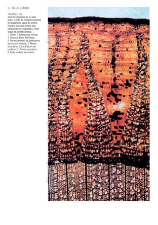 1
2
3
4
5
6
7
8
EL TALLO LEÑOSO
Tilia (tilo) 110x.
Sección transversal de un tallo
joven. El leño de primavera contiene
principalmente vasos del xilema,
mientras que el de verano está
constituido por traqueidas y fibras
largas de paredes gruesas.
1. Súber; 2. Parénquima cortical;
3. Grupo de fibras del floema;
4. Ensanchamiento del parénquima
de un radio medular; 5. Floema
secundario; 6. Localización del
cambium; 7. Xilema secundario;
8. Radio medular secundario.
 