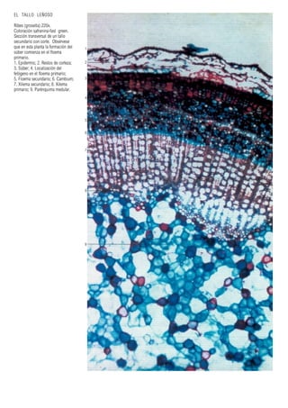 1
2
3
4
5
6
7
8
9
EL TALLO LEÑOSO
Ribes (grosella) 220x.
Coloración safranina-fast green.
Sección transversal de un tallo
secundario con corte. Obsérvese
que en esta planta la formación del
súber comienza en el floema
primario.
1. Epidermis; 2. Restos de corteza;
3. Súber; 4. Localización del
felógeno en el floema primario;
5. Floema secundario; 6. Cambium;
7. Xilema secundario; 8. Xilema
primario; 9. Parénquima medular.
 