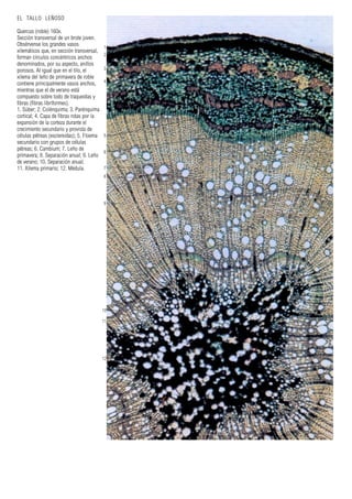 1
2
3
4
5
6
7
8
9
10
11
12
EL TALLO LEÑOSO
Quercus (roble) 160x.
Sección transversal de un brote joven.
Obsérvense los grandes vasos
xilemáticos que, en sección transversal,
forman círculos concéntricos anchos
denominados, por su aspecto, anillos
porosos. Al igual que en el tilo, el
xilema del leño de primavera de roble
contiene principalmente vasos anchos,
mientras que el de verano está
compuesto sobre todo de traqueidas y
fibras (fibras libriformes).
1. Súber; 2. Colénquima; 3. Parénquima
cortical; 4. Capa de fibras rotas por la
expansión de la corteza durante el
crecimiento secundario y provista de
células pétreas (esclereidas); 5. Floema
secundario con grupos de células
pétreas; 6. Cambium; 7. Leño de
primavera; 8. Separación anual; 9. Leño
de verano; 10. Separación anual;
11. Xilema primario; 12. Médula.
 