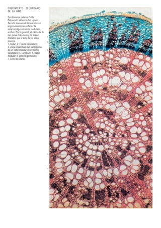 1
2
3
4
5
6
7
CRECIMIENTO SECUNDARIO
DE LA RAIZ
Sarothamnus (retama) 140x.
Coloración safranina-fast green.
Sección transversal de una raíz con
engrosamiento secundario. Se
aprecian algunos radios medulares
anchos. Por lo general, el xilema de la
raíz posee más vasos y de mayor
diámetro que el leño de los tallos
jóvenes.
1. Súber; 2. Floema secundario;
3. Zona ensanchada del parénquima
de un radio medular en el floema
secundario; 4. Cambium; 5. Radio
medular; 6. Leño de primavera;
7. Leño de verano.
 