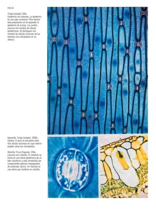 HOJA
Tulipa (tulipán) 330x.
Epidermis con estomas. La epidermis
es una capa unicelular. Para realizar
esta preparación se ha separado la
epidermis de la hoja. Los puntos
oscuros son núcleos de células
epidérmicas. Se distinguen con
claridad las células oclusivas de los
estomas con cloroplastos en su
interior.
Izquierda: Tulipa (tulipán). 2000x.
Estoma. El poro se encuentra entre
dos células oclusivas en cuyo interior
pueden verse los cloroplastos.
Derecha: Ficus (higuera). 330x.
Litocisto con cistolito. El cistolisto se
forma en una célula epidérmica de un
tallo celulósico y está constituido por
componentes pécticos impregnados
de carbonato cálcico. Un litocisto es
una célula que contiene un cistolito.
 