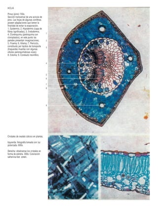 HOJA
Pinus (pino) 150x.
Sección transversal de una acícula de
pino. Las hojas de algunas coníferas
poseen adaptaciones que tienen la
finalidad de evitar la evaporación.
1. Epidermis; 2. Hipodermis (capa de
fibras lignificadas); 3. Endodermis;
4. Clorénquima (parénquima con
cloroplastos), en este punto las
paredes presentan invaginaciones;
5. Floema; 6. Xilema; 7. Periciclo,
constituido por tejidos de transporte
(traqueidas muertas con algunas
células parenquimatosas vivas);
8. Estoma; 9. Conducto resinífero.
1
2
3
4
5
6
7
8
9
Cristales de oxalato cálcico en plantas.
Izquierda: fotografía tomada con luz
polarizada. 600x.
Derecha: obsérvense los cristales en
forma de estrella. 300x. Coloración
safranina-fast green.
 