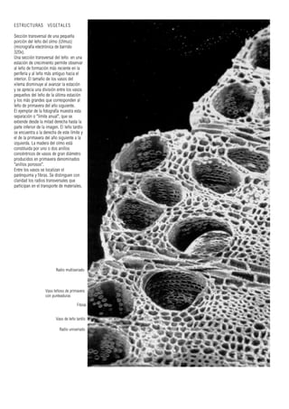 ESTRUCTURAS VEGETALES
Sección transversal de una pequeña
porción del leño del olmo (Ulmus)
(micrografía electrónica de barrido
320x).
Una sección transversal del leño en una
estación de crecimiento permite observar
al leño de formación más reciente en la
periferia y al leño más antiguo hacia el
interior. El tamaño de los vasos del
xilema disminuye al avanzar la estación
y se aprecia una división entre los vasos
pequeños del leño de la última estación
y los más grandes que corresponden al
leño de primavera del año siguiente.
El ejemplar de la fotografía muestra esta
separación o "límite anual", que se
extiende desde la mitad derecha hasta la
parte inferior de la imagen. El leño tardío
se encuentra a la derecha de este límite y
el de la primavera del año siguiente a la
izquierda. La madera del olmo está
constituida por uno o dos anillos
concéntricos de vasos de gran diámetro
producidos en primavera denominados
"anillos porosos".
Entre los vasos se localizan el
parénquima y fibras. Se distinguen con
claridad los radios transversales que
participan en el transporte de materiales.
Radio multiseriado
Vaso leñoso de primavera
con punteaduras
Fibras
Vaso de leño tardío
Radio uniseriado
 