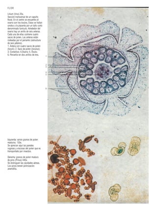 1
2
3
4
5
6
FLOR
Lilium (lirio) 25x.
Sección transversal de un capullo
floral. En el centro se encuentra el
ovario con los óvulos. Estos se hallan
unidos a la placenta por un tallo corto
denominado funículo. Alrededor del
ovario hay un anillo de seis anteras.
Cada una de ellas contiene cuatro
sacos de polen. Las anteras están
rodeadas por el periantio (estructura
de seis pétalos).
1. Antera con cuatro sacos de polen
(loculi); 2. Saco de polen (loculus);
3. Conectivo; 4.Ovario; 5. Óvulo;
6. Periantio en dos anillos de tres.
Izquierda: varios granos de polen
maduros. 130x.
Se aprecian aquí las paredes
rugosas y viscosas del polen que es
transportado por insectos.
Derecha: granos de polen maduro
de pino (Pinus) 440x.
Se distinguen las cavidades aéreas.
Los pinos tienen polinización
anemófila.
 