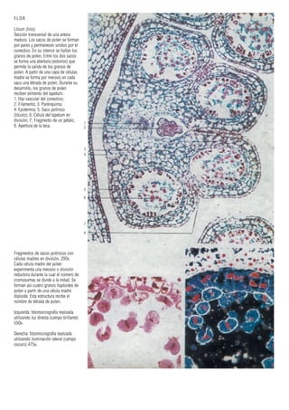 1
2
3
4
5
6
7
8
FLOR
Lilium (lirio)
Sección transversal de una antera
madura. Los sacos de polen se forman
por pares y permanecen unidos por el
conectivo. En su interior se hallan los
granos de polen. Entre los dos sacos
se forma una abertura (estomio) que
permite la salida de los granos de
polen. A partir de una capa de células
madre se forma por meiosis en cada
saco una tétrada de polen. Durante su
desarrollo, los granos de polen
reciben alimento del tapetum.
1. Haz vascular del conectivo;
2. Filamento; 3. Parénquima;
4. Epidermis; 5. Saco polínico
(lóculo); 6. Célula del tapetum en
división; 7. Fragmento de un pétalo;
8. Apertura de la teca.
Fragmentos de sacos polínicos con
células madres en división. 200x.
Cada célula madre del polen
experimenta una meiosis o división
reductora durante la cual el número de
cromosomas se divide a la mitad. Se
forman así cuatro granos haploides de
polen a partir de una célula madre
diploide. Esta estructura recibe el
nombre de tétrada de polen.
Izquierda: fotomocrografía realizada
utilizando luz directa (campo brillante)
550x.
Derecha: fotomocrografía realizada
utilizando iluminación lateral (campo
oscuro) 475x.
 
