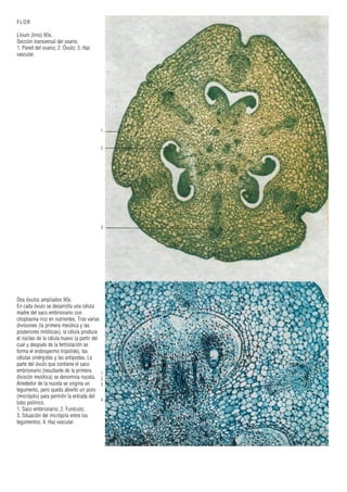 1
2
3
4
1
2
3
FLOR
Lilium (lirio) 90x.
Sección transversal del ovario.
1. Pared del ovario; 2. Óvulo; 3. Haz
vascular.
Dos óvulos ampliados 90x.
En cada óvulo se desarrolla una célula
madre del saco embrionario con
citoplasma rico en nutrientes. Tras varias
divisiones (la primera meiótica y las
posteriores mitóticas), la célula produce
el núcleo de la célula huevo (a partir del
cual y después de la fertilización se
forma el endospermo tripolide), las
células sinérgidas y las antípodas. La
parte del óvulo que contiene el saco
embrionario (resultante de la primera
división meiótica) se denomina nucela.
Alrededor de la nucela se origina un
tegumento, pero queda abierto un poro
(micrópilo) para permitir la entrada del
tubo polínico.
1. Saco embrionario; 2. Funículo;
3. Situación del micrópilo entre los
tegumentos; 4. Haz vascular.
 