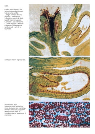 1
2
3
4
5
6
7
8
9
10
FLOR
Capsella (bolsa de pastor) 200x.
Sección longitudinal de parte del
fruto con varias semillas.
1. Estigma con restos de tubos
polínicos; 2. Pared del fruto;
3. Semilla con embrión; 4. Célula
basal; 5. Filamento suspensor;
6. Embrión; 7. Saco embrionario;
8. Células antípodas; 9. Restos de
endospermo; 10. Cubierta de la
semilla formada a partir de los
tegumentos.
Semilla con embrión, ampliada. 350x.
Ricinus (ricino). 660x.
Endospermo (tejido nutritivo) con
granos de aleurona ricos en proteínas.
Durante la germinación, las proteínas
se hidrolizan para liberar los
aminoácidos que son requeridos en el
crecimiento.
 