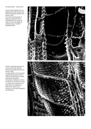 Sección longitudinal tangencial de
una porción del leño del olmo
(Ulmus) (micrografía electrónica de
barrido 1200x).
La célula central ha sido seccionada
longitudinalmente para mostrar la
mitad de la pared lateral y el borde
remanente de las paredes
transversales. Obsérvese la anchura
en relación con la altura de la célula.
Los orificios que se aprecian en la
pared lateral son punteaduras a
través de las cuales el vaso
comunica con las células adyacentes
del parénquima.
ESTRUCTURAS VEGETALES
Sección radial longitudinal de una
pequeña porción del leño del olmo
(Ulmus) (micrografía electrónica de
barrido 1350x).
En el centro de esta sección se
observa una gran perforación
redondeada entre dos vasos del
xilema. El vaso está rodeado de
parénquima que se extiende
longitudinalmente.
 