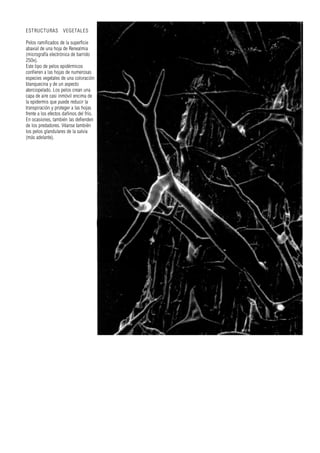 ESTRUCTURAS VEGETALES
Pelos ramificados de la superficie
abaxial de una hoja de Renealmia
(micrografía electrónica de barrido
250x).
Este tipo de pelos epidérmicos
confieren a las hojas de numerosas
especies vegetales de una coloración
blanquecina y de un aspecto
aterciopelado. Los pelos crean una
capa de aire casi inmóvil encima de
la epidermis que puede reducir la
transpiración y proteger a las hojas
frente a los efectos dañinos del frío.
En ocasiones, también las defienden
de los predadores. Véanse también
los pelos glandulares de la salvia
(más adelante).
 